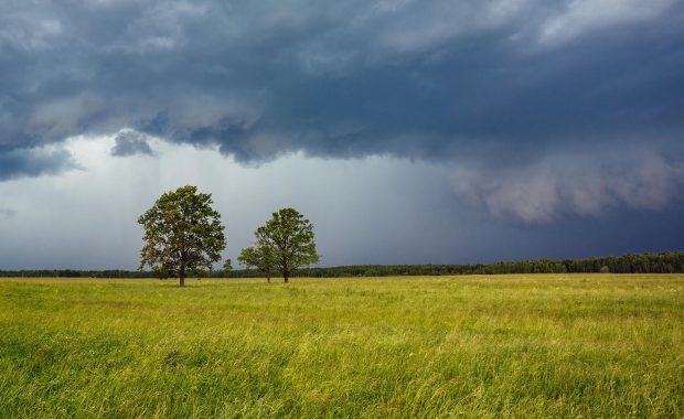 Trees rooted in the storm as an example of staying grounded as a therapist